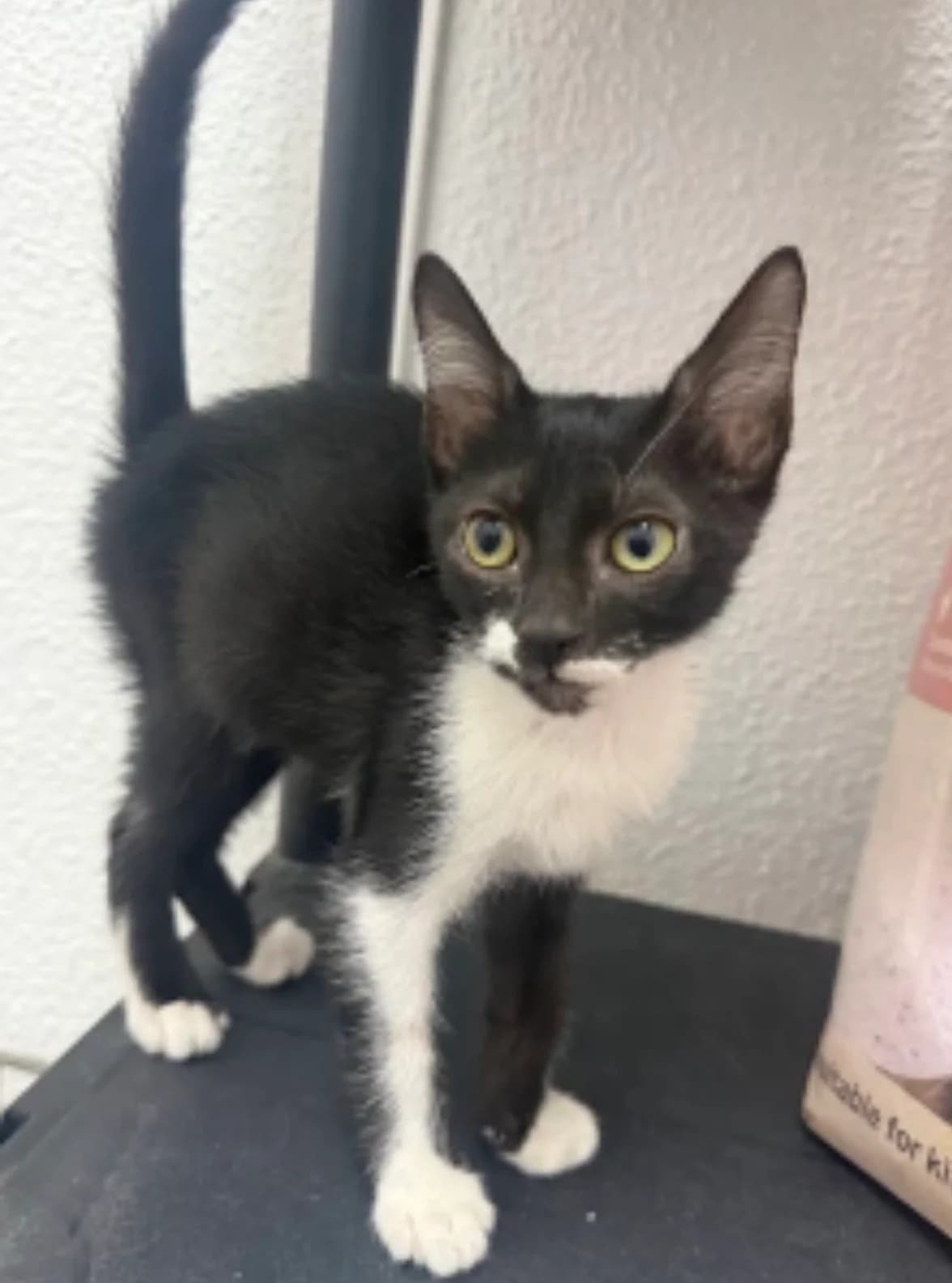 Saki, male Mixed Breed for adoption at La Huella de Wonder