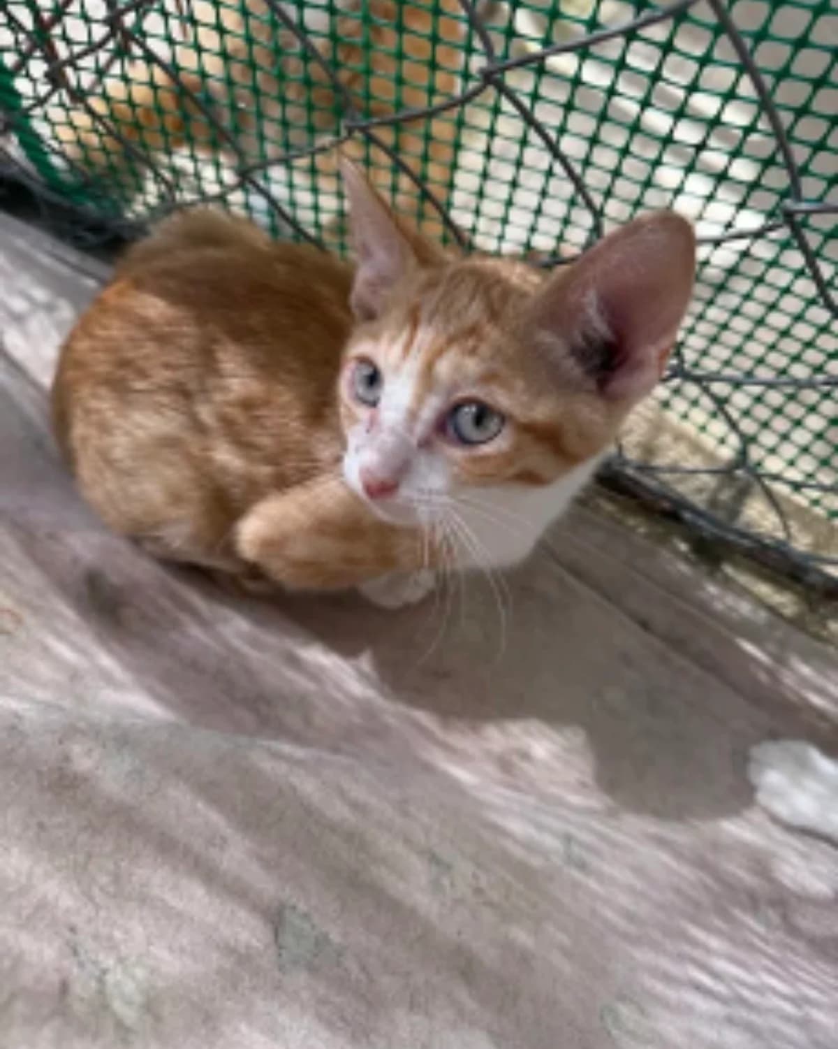 Benito, male puppy Mixed Breed for adoption at La Huella de Wonder