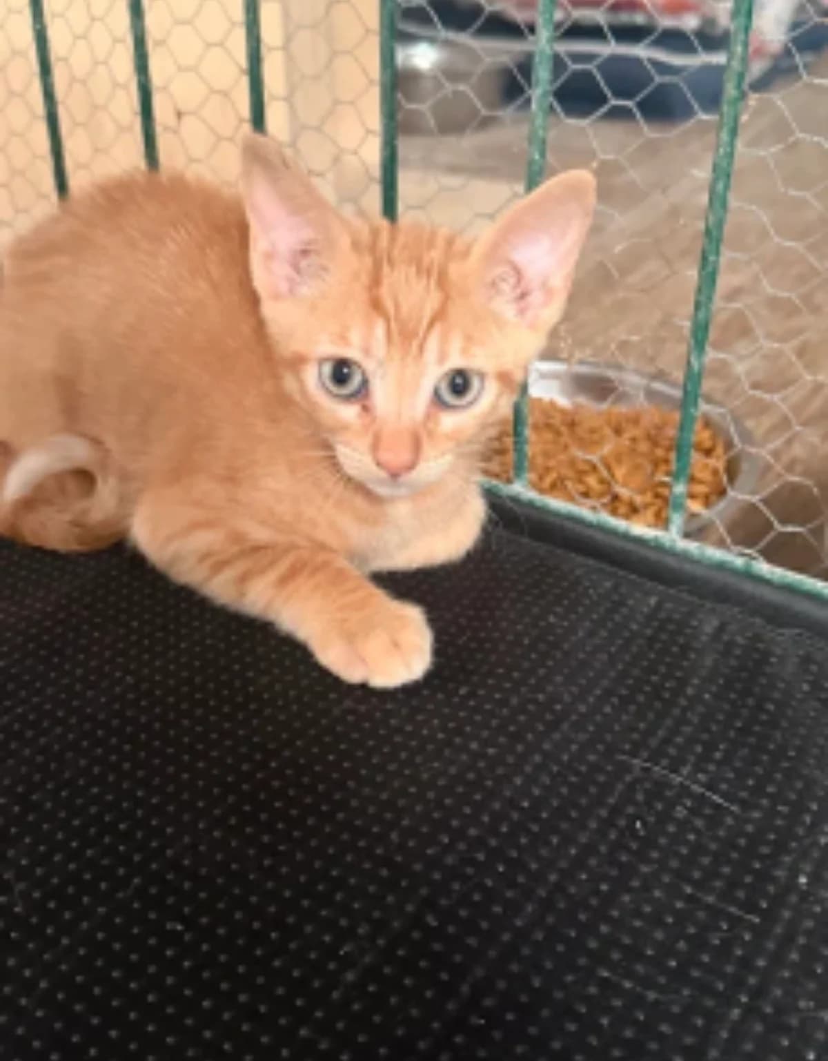 Bianca, female puppy Mixed Breed for adoption at La Huella de Wonder