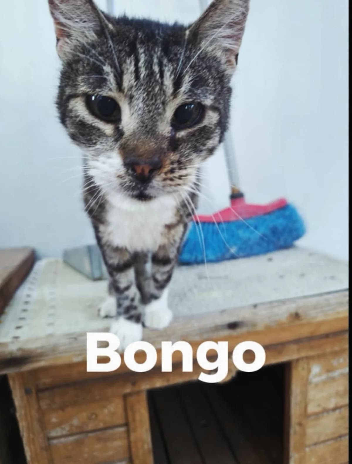 Bongo, male puppy Mixed Breed for adoption at La Huella de Wonder