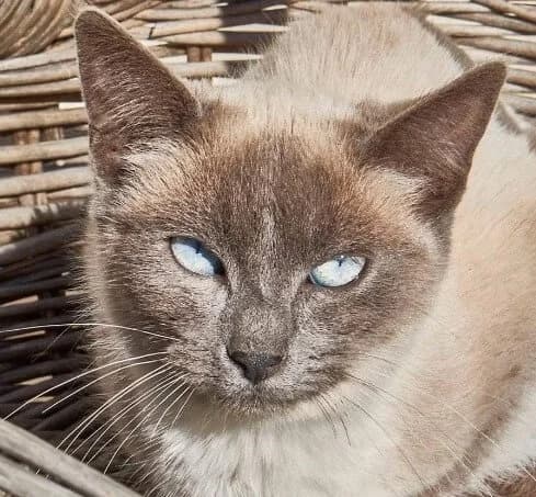 Cactus, male Mixed Breed for adoption at La Huella de Wonder