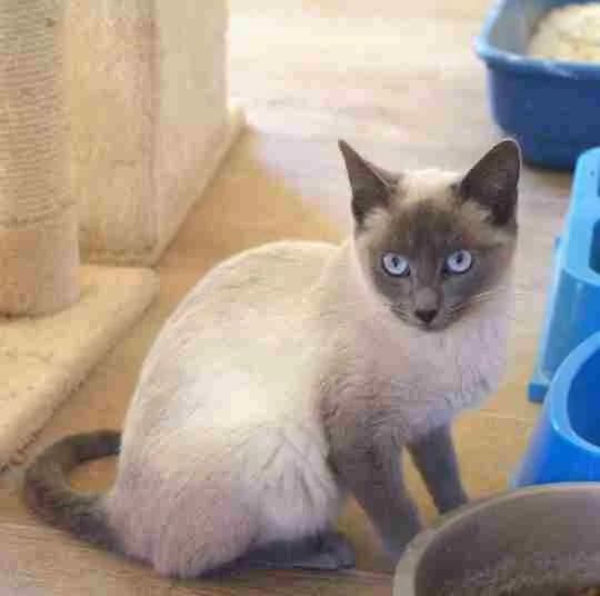 Cactus, male Mixed Breed for adoption at La Huella de Wonder — photo 2 of 8