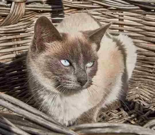 Cactus, male Mixed Breed for adoption at La Huella de Wonder — photo 3 of 8