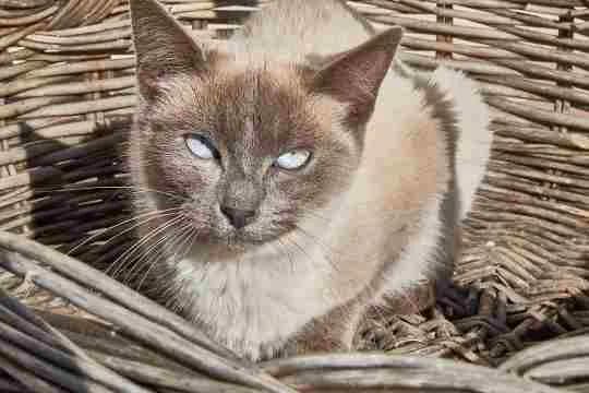 Cactus, male Mixed Breed for adoption at La Huella de Wonder — photo 4 of 8