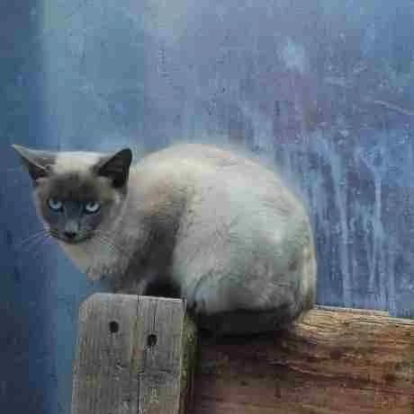 Cactus, male Mixed Breed for adoption at La Huella de Wonder — photo 5 of 8