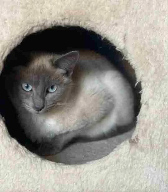 Cactus, male Mixed Breed for adoption at La Huella de Wonder — photo 6 of 8