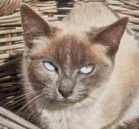 Cactus, male Mixed Breed for adoption at La Huella de Wonder — photo 7 of 8