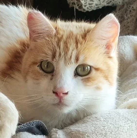 Crespo, male young Mixed Breed for adoption at La Huella de Wonder