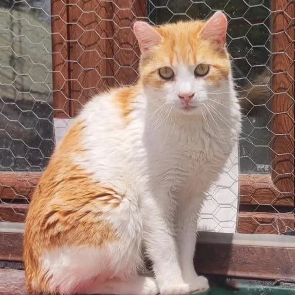 Crespo, male Mixed Breed for adoption at La Huella de Wonder — photo 2 of 8