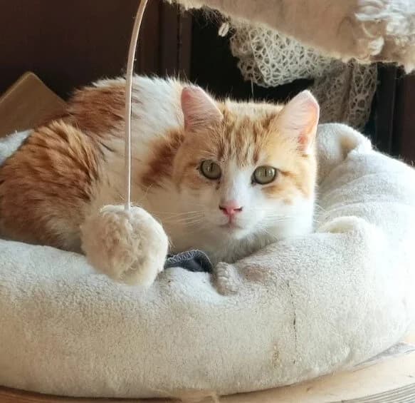 Crespo, male Mixed Breed for adoption at La Huella de Wonder — photo 3 of 8