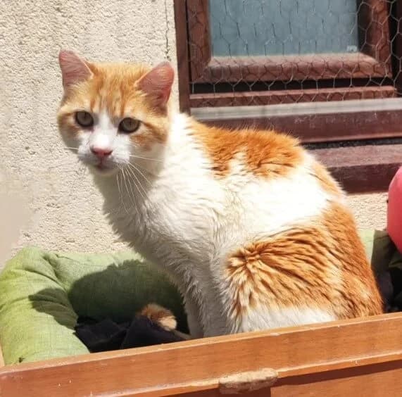 Crespo, male Mixed Breed for adoption at La Huella de Wonder — photo 4 of 8