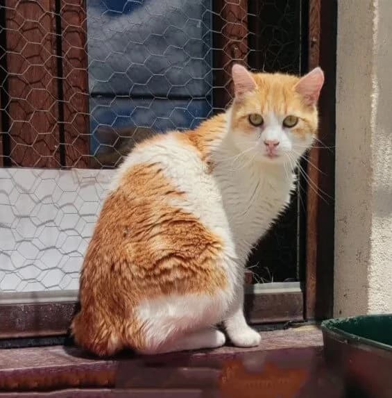 Crespo, male Mixed Breed for adoption at La Huella de Wonder — photo 5 of 8