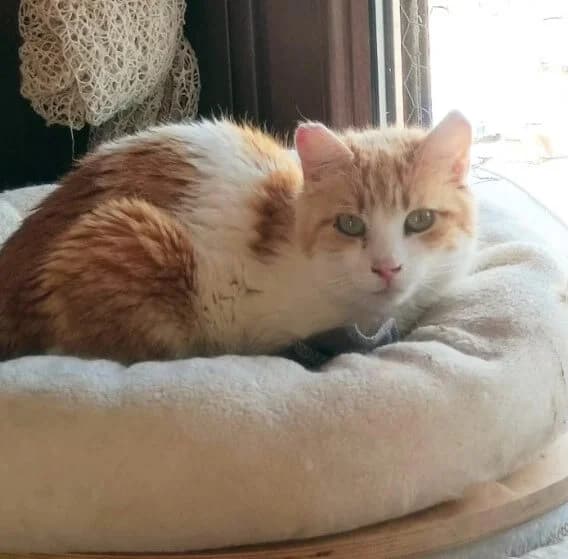 Crespo, male Mixed Breed for adoption at La Huella de Wonder — photo 6 of 8