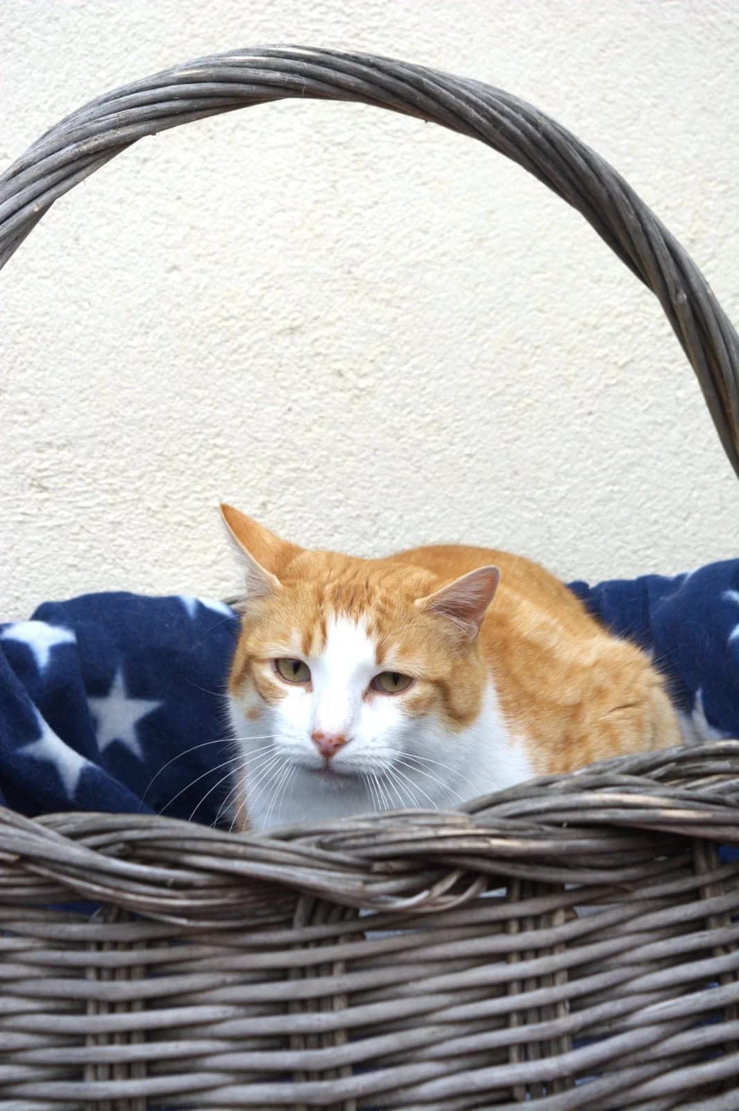 Crespo, male Mixed Breed for adoption at La Huella de Wonder — photo 7 of 8