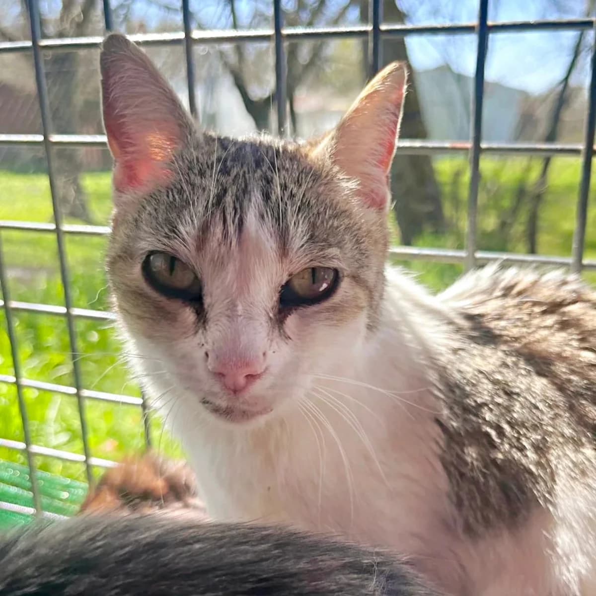 Jade, female Mixed Breed for adoption at La Huella de Wonder