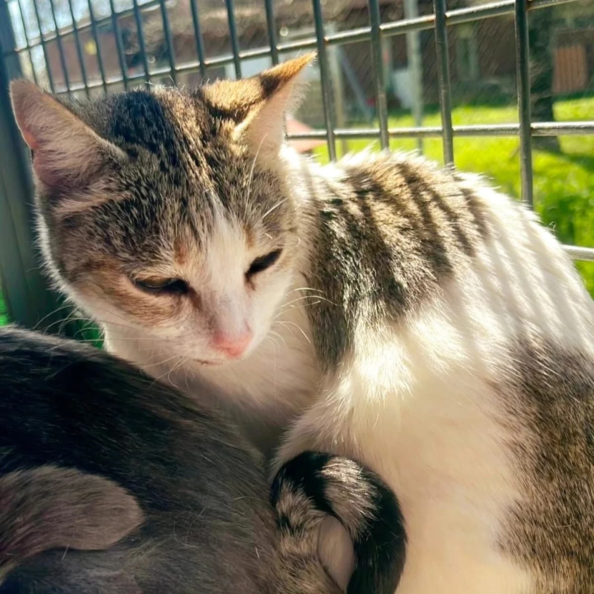 Jade, female Mixed Breed for adoption at La Huella de Wonder — photo 2 of 5