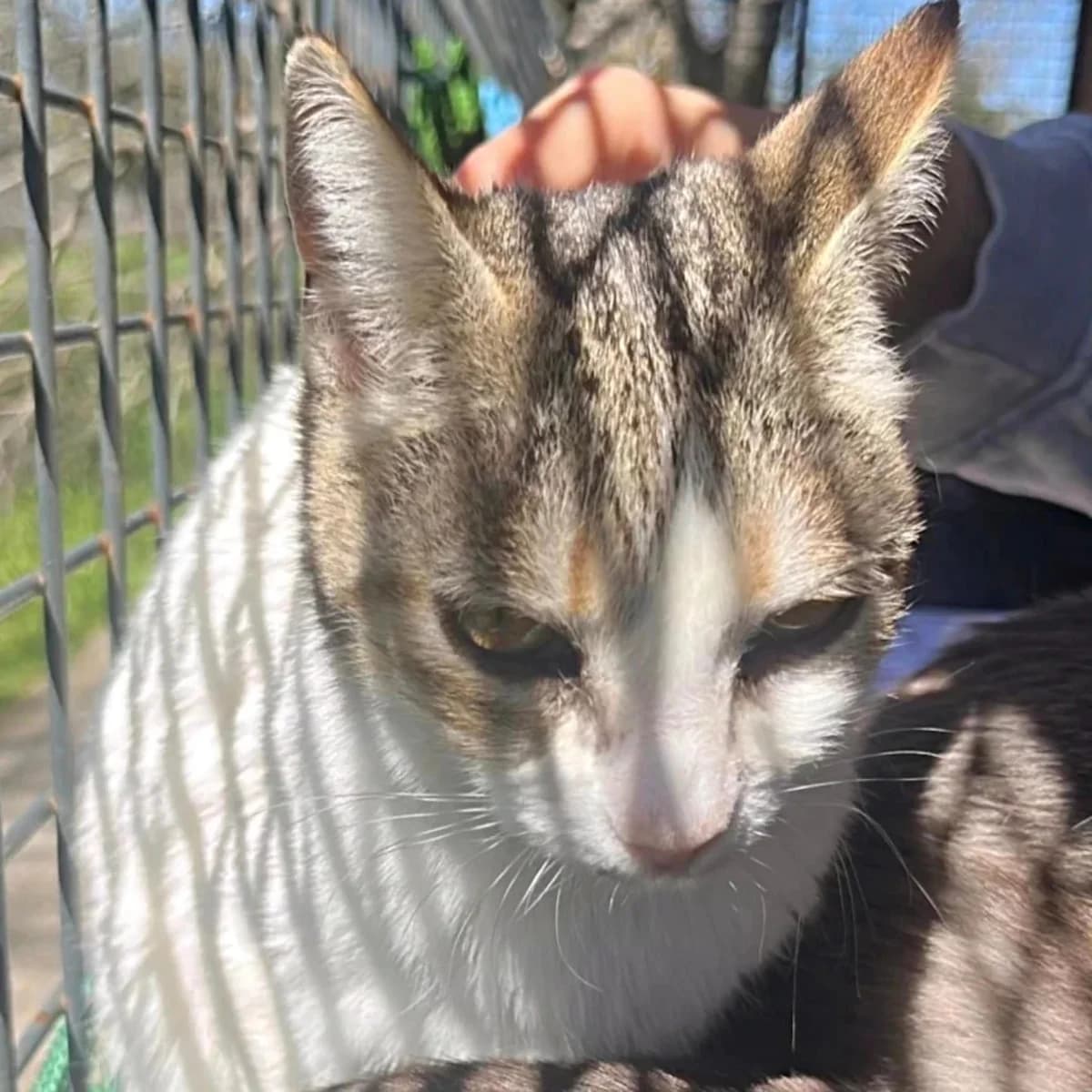 Jade, female Mixed Breed for adoption at La Huella de Wonder — photo 3 of 5