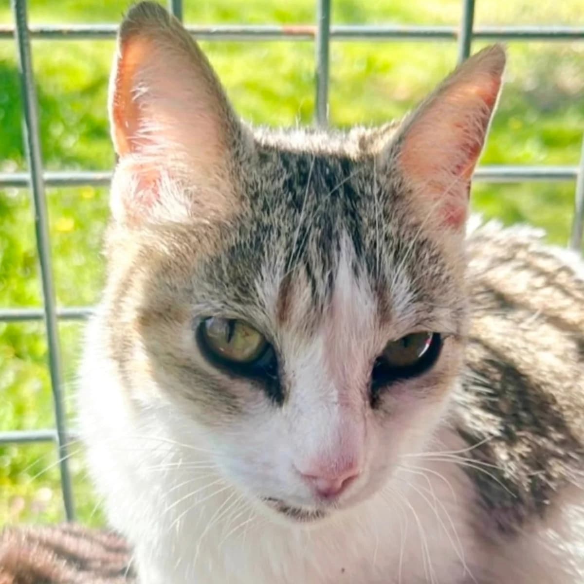 Jade, female Mixed Breed for adoption at La Huella de Wonder — photo 4 of 5