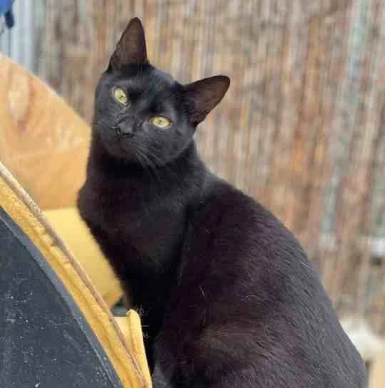 Jungly, female Mixed Breed for adoption at La Huella de Wonder — photo 2 of 6