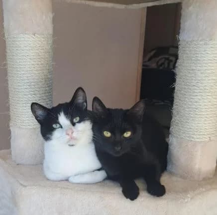 Jungly, female Mixed Breed for adoption at La Huella de Wonder — photo 3 of 6