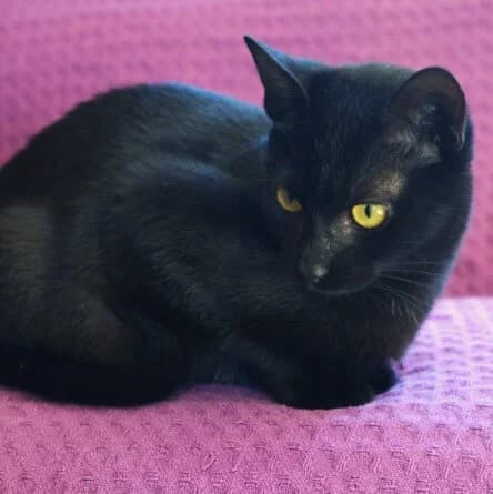 Jungly, female Mixed Breed for adoption at La Huella de Wonder — photo 4 of 6