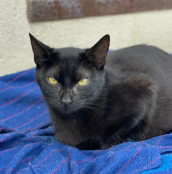 Jungly, female Mixed Breed for adoption at La Huella de Wonder — photo 5 of 6