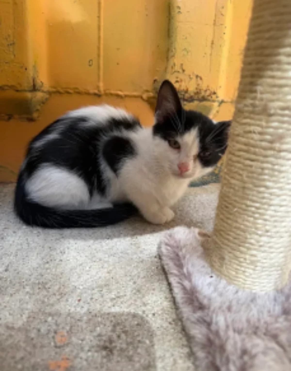 Leo, male Mixed Breed for adoption at La Huella de Wonder