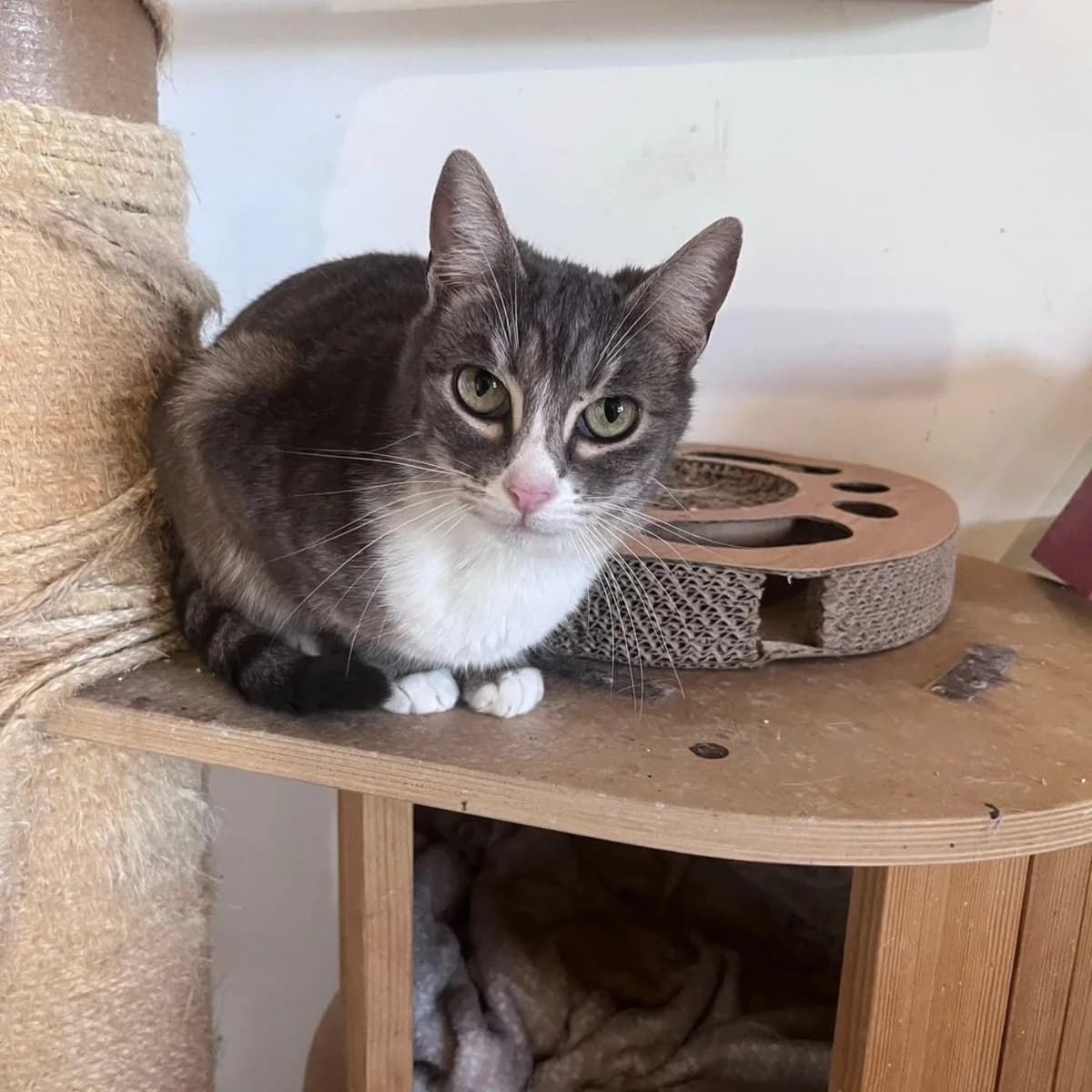 Lorena, female Mixed Breed for adoption at La Huella de Wonder