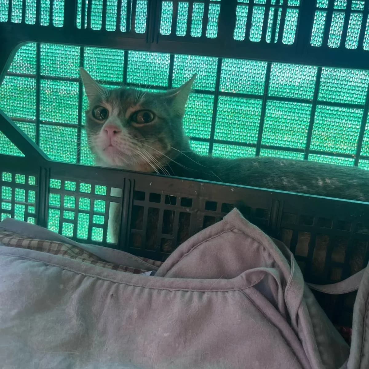 Lorena, female Mixed Breed for adoption at La Huella de Wonder — photo 2 of 6