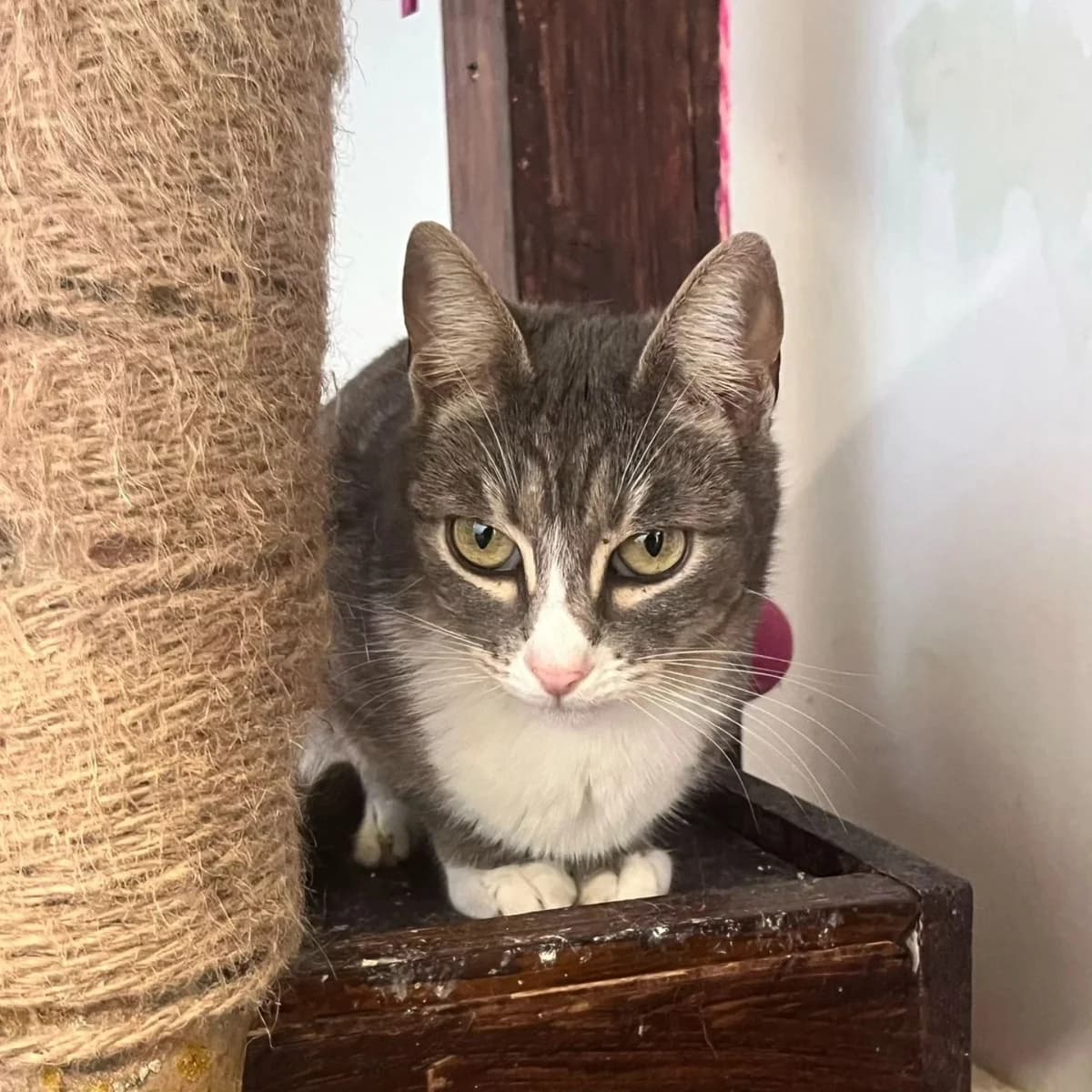 Lorena, female Mixed Breed for adoption at La Huella de Wonder — photo 3 of 6