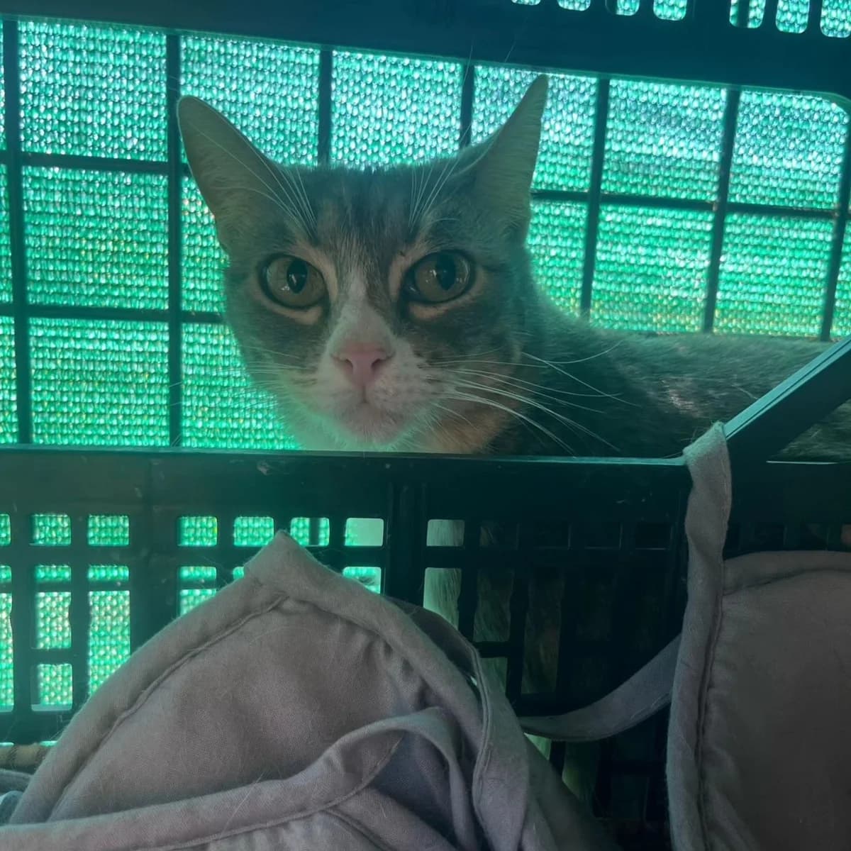 Lorena, female Mixed Breed for adoption at La Huella de Wonder — photo 4 of 6