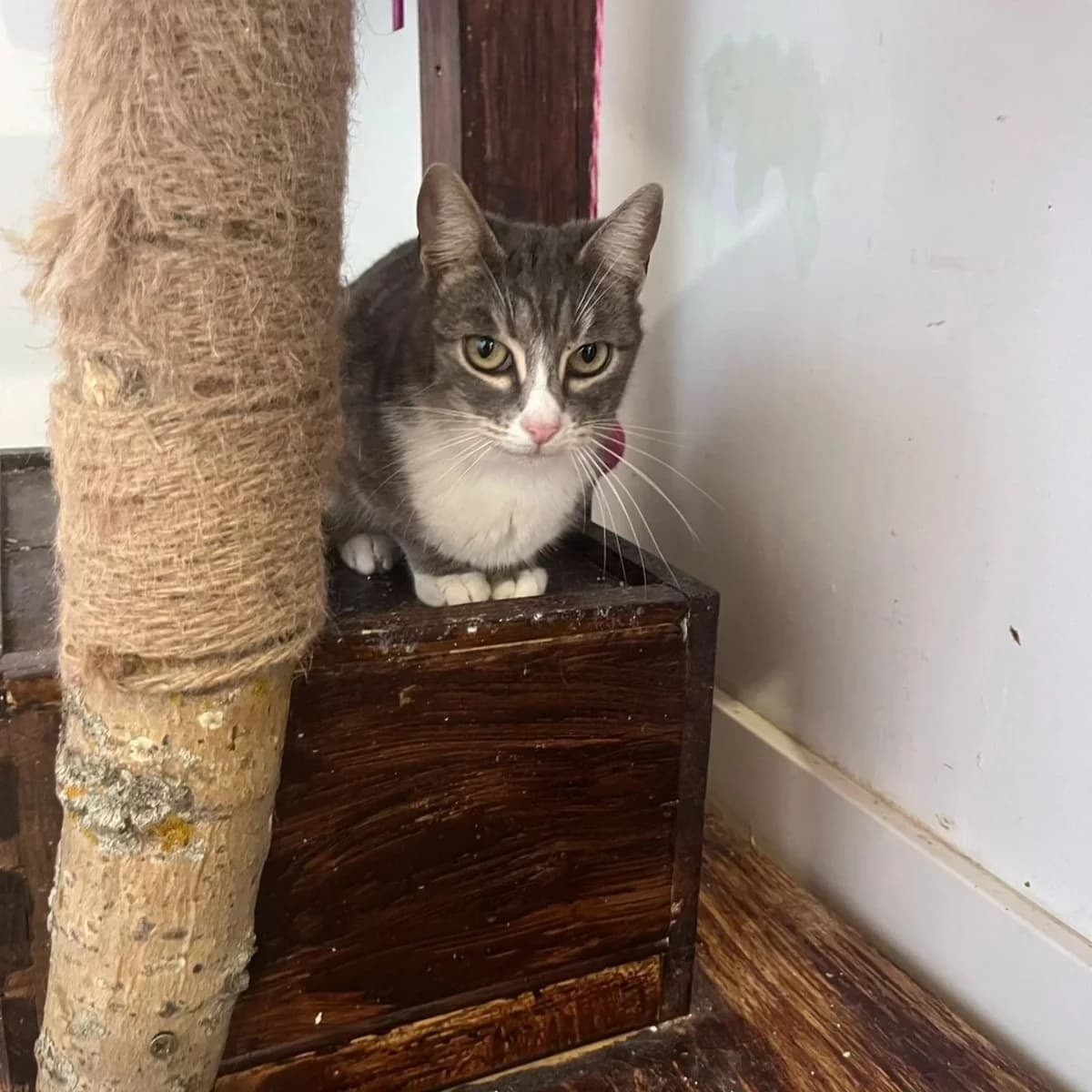 Lorena, female Mixed Breed for adoption at La Huella de Wonder — photo 5 of 6