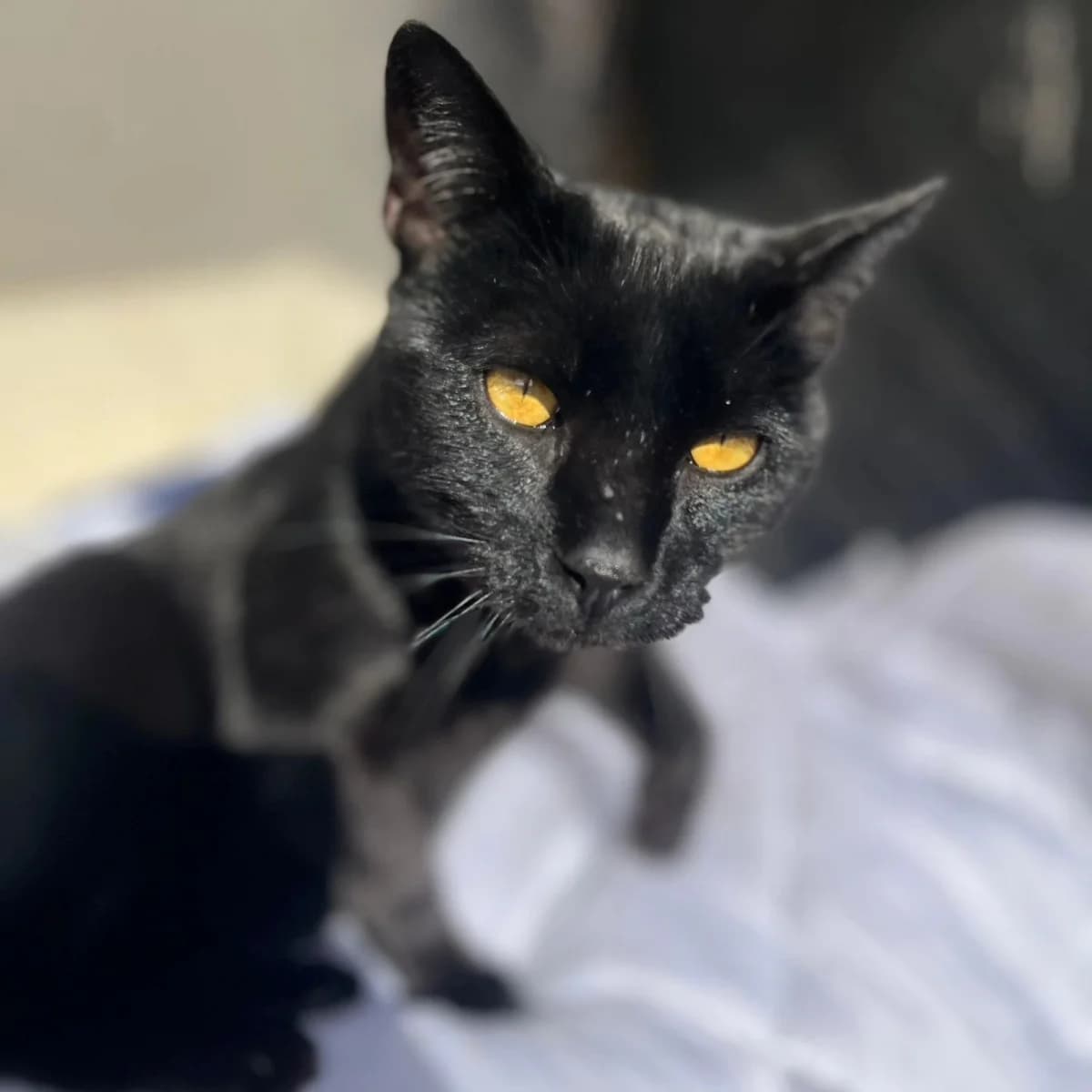 Lumier, male Mixed Breed for adoption at La Huella de Wonder