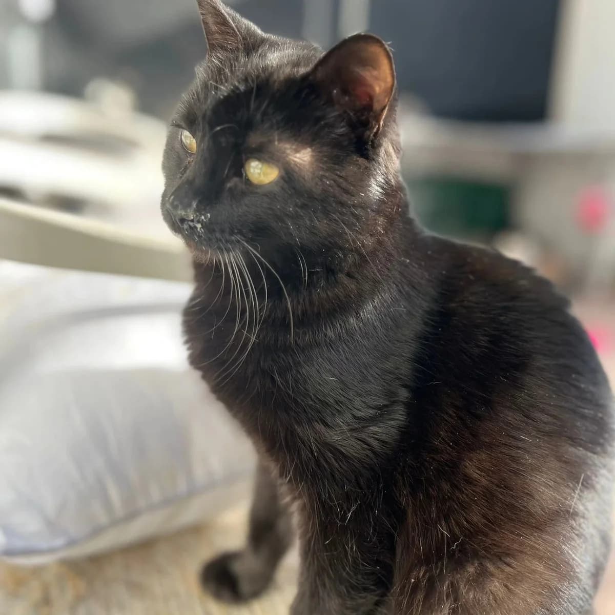 Lumier, male Mixed Breed for adoption at La Huella de Wonder — photo 2 of 9