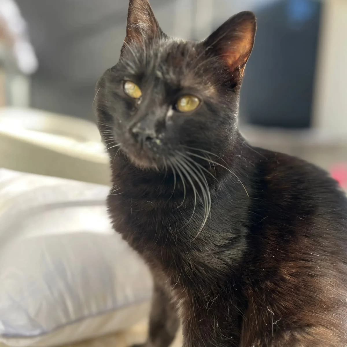 Lumier, male Mixed Breed for adoption at La Huella de Wonder — photo 3 of 9