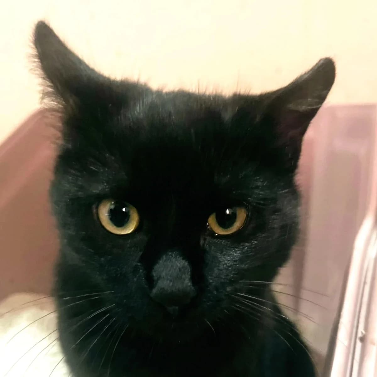 Lumier, male Mixed Breed for adoption at La Huella de Wonder — photo 4 of 9