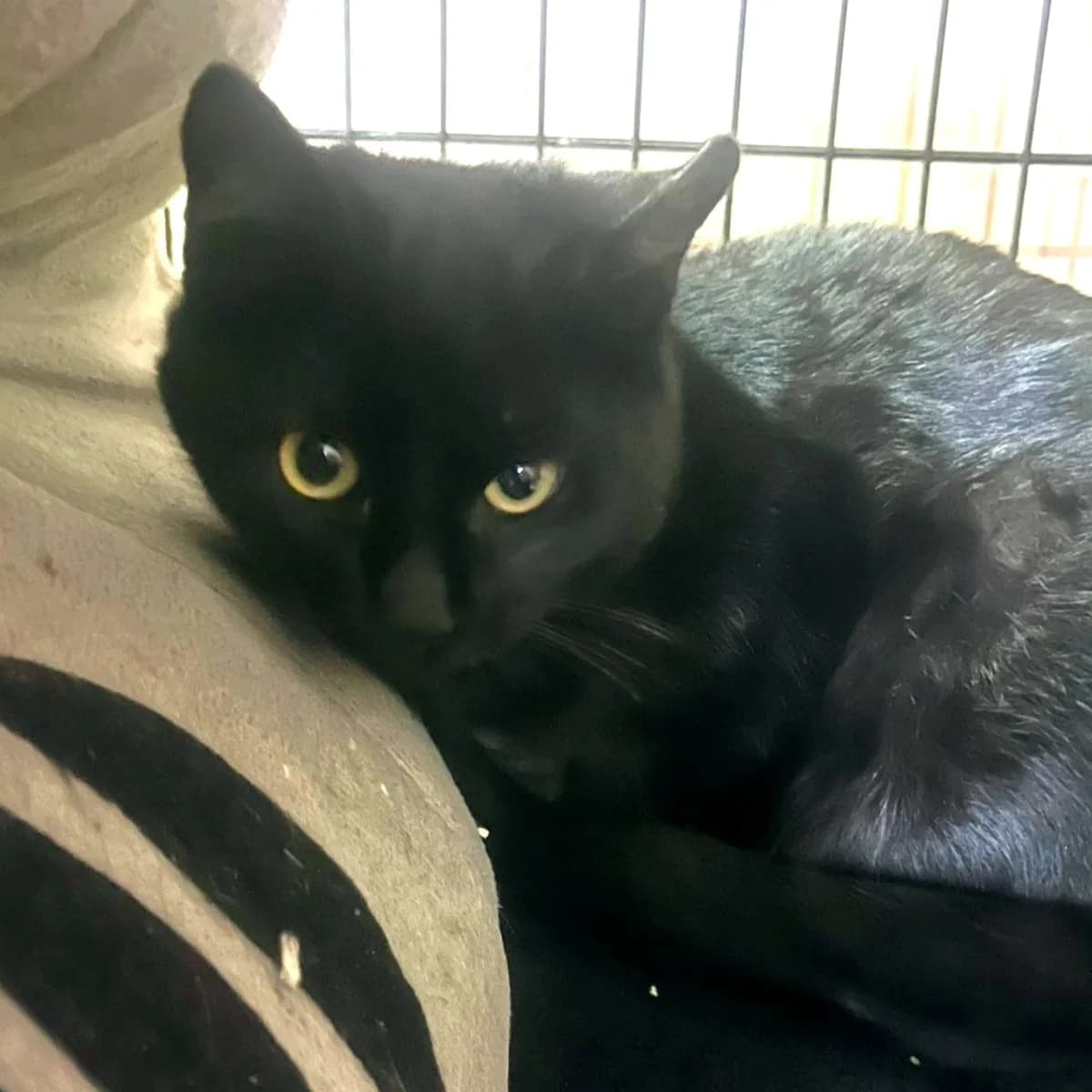 Lumier, male Mixed Breed for adoption at La Huella de Wonder — photo 5 of 9