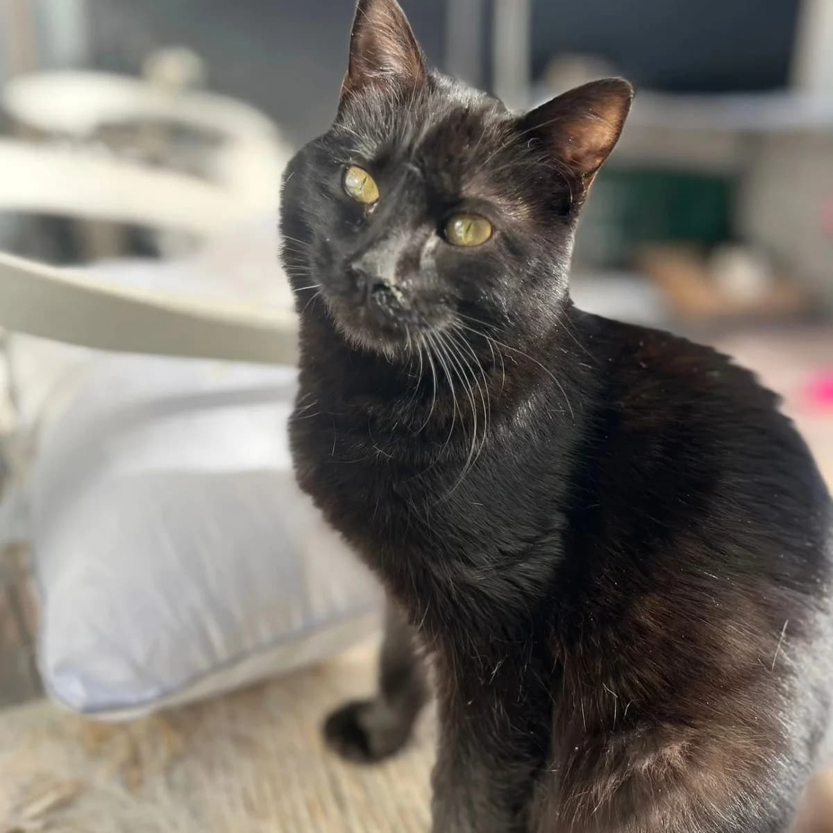 Lumier, male Mixed Breed for adoption at La Huella de Wonder — photo 6 of 9