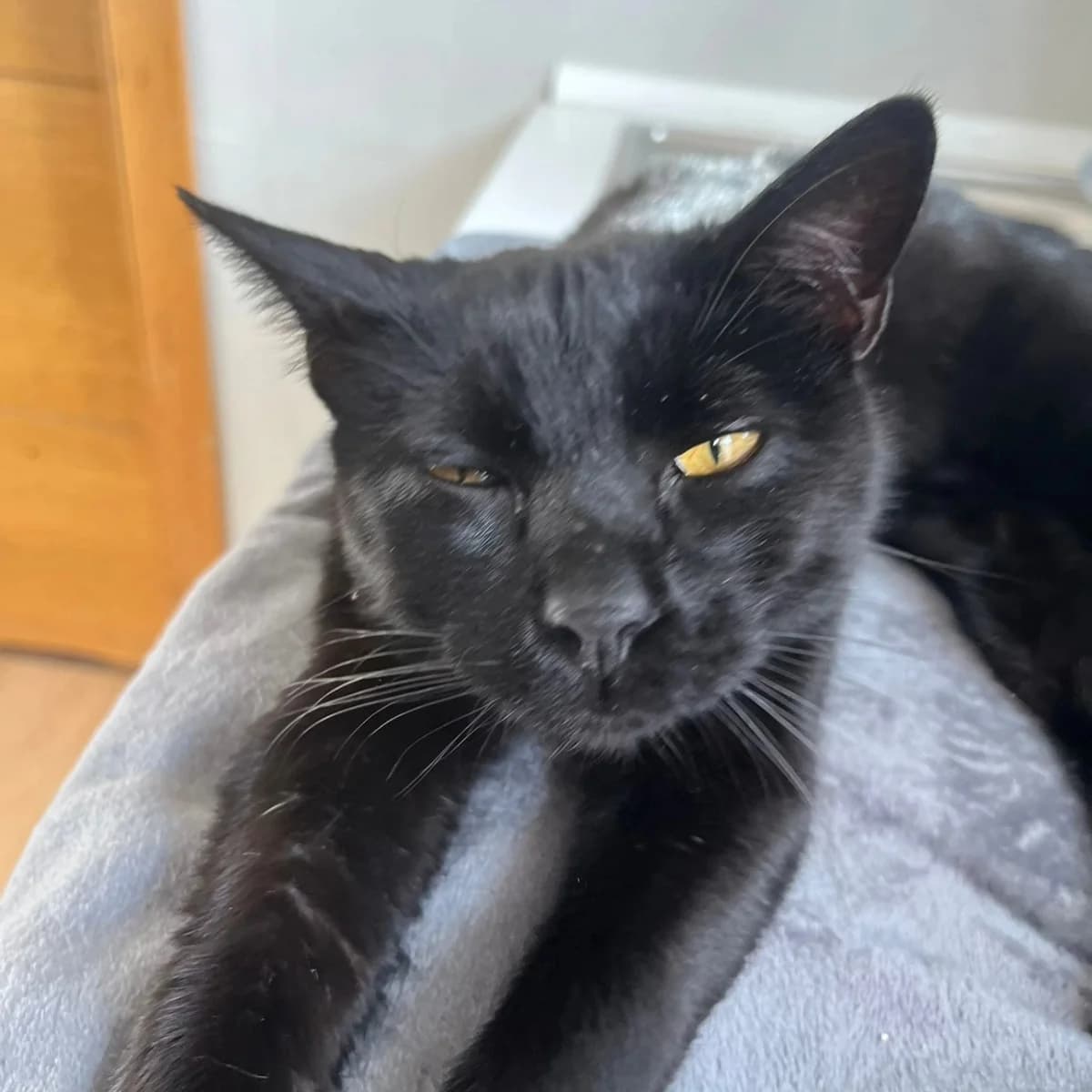 Lumier, male Mixed Breed for adoption at La Huella de Wonder — photo 7 of 9