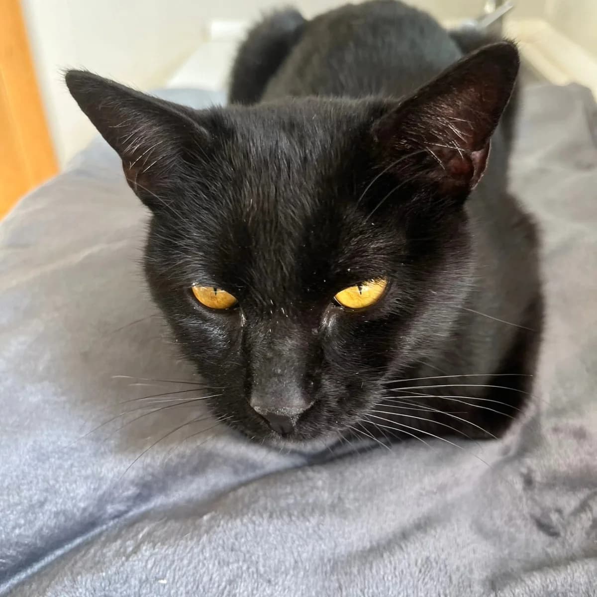 Lumier, male Mixed Breed for adoption at La Huella de Wonder — photo 8 of 9