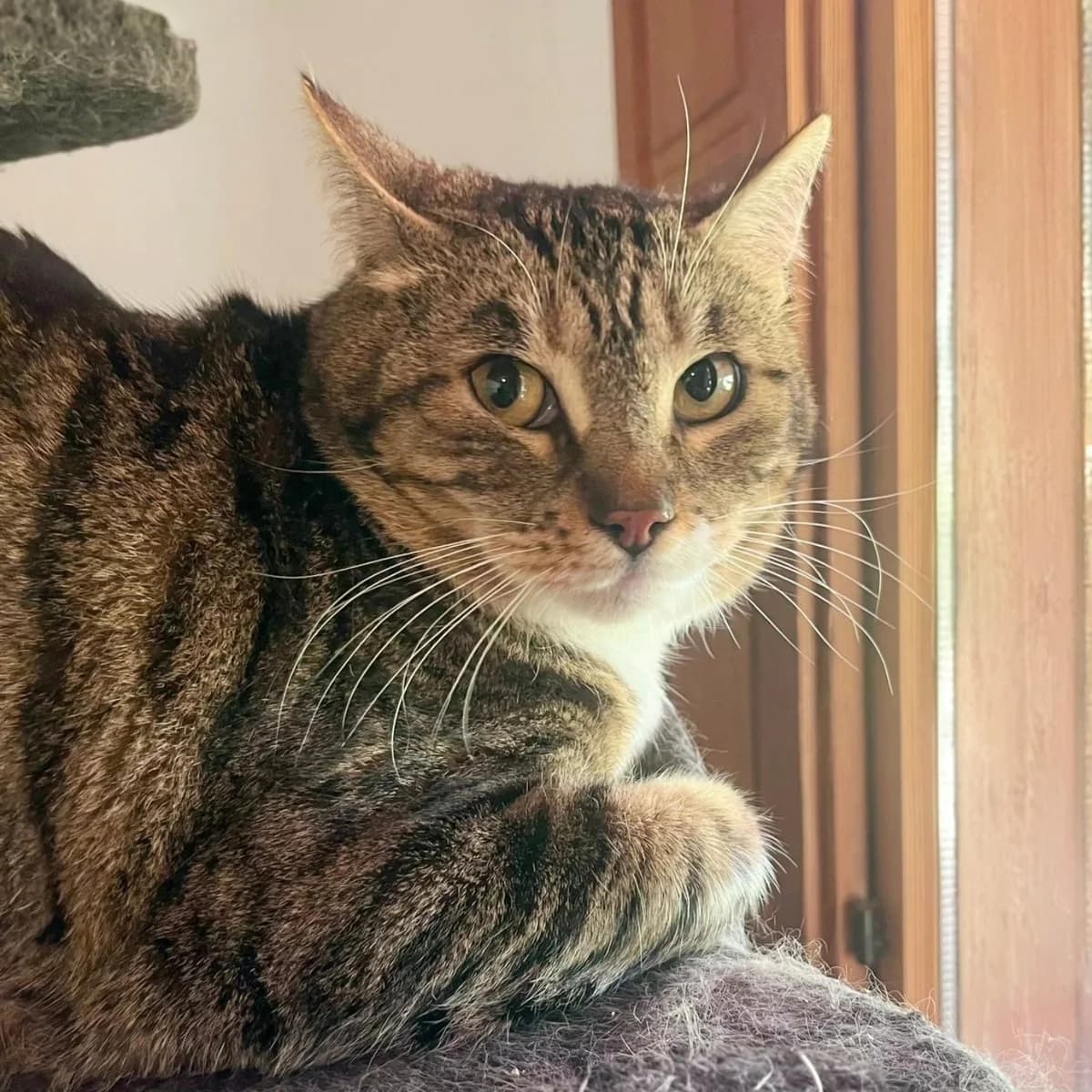 Po, male Mixed Breed for adoption at La Huella de Wonder