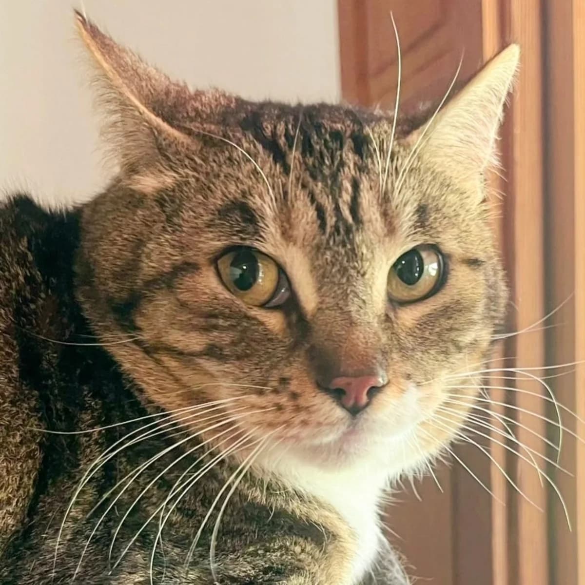 Po, male Mixed Breed for adoption at La Huella de Wonder — photo 2 of 6