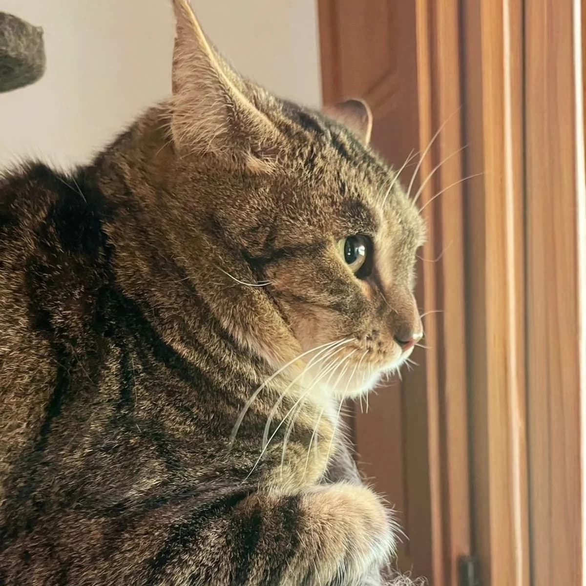 Po, male Mixed Breed for adoption at La Huella de Wonder — photo 3 of 6