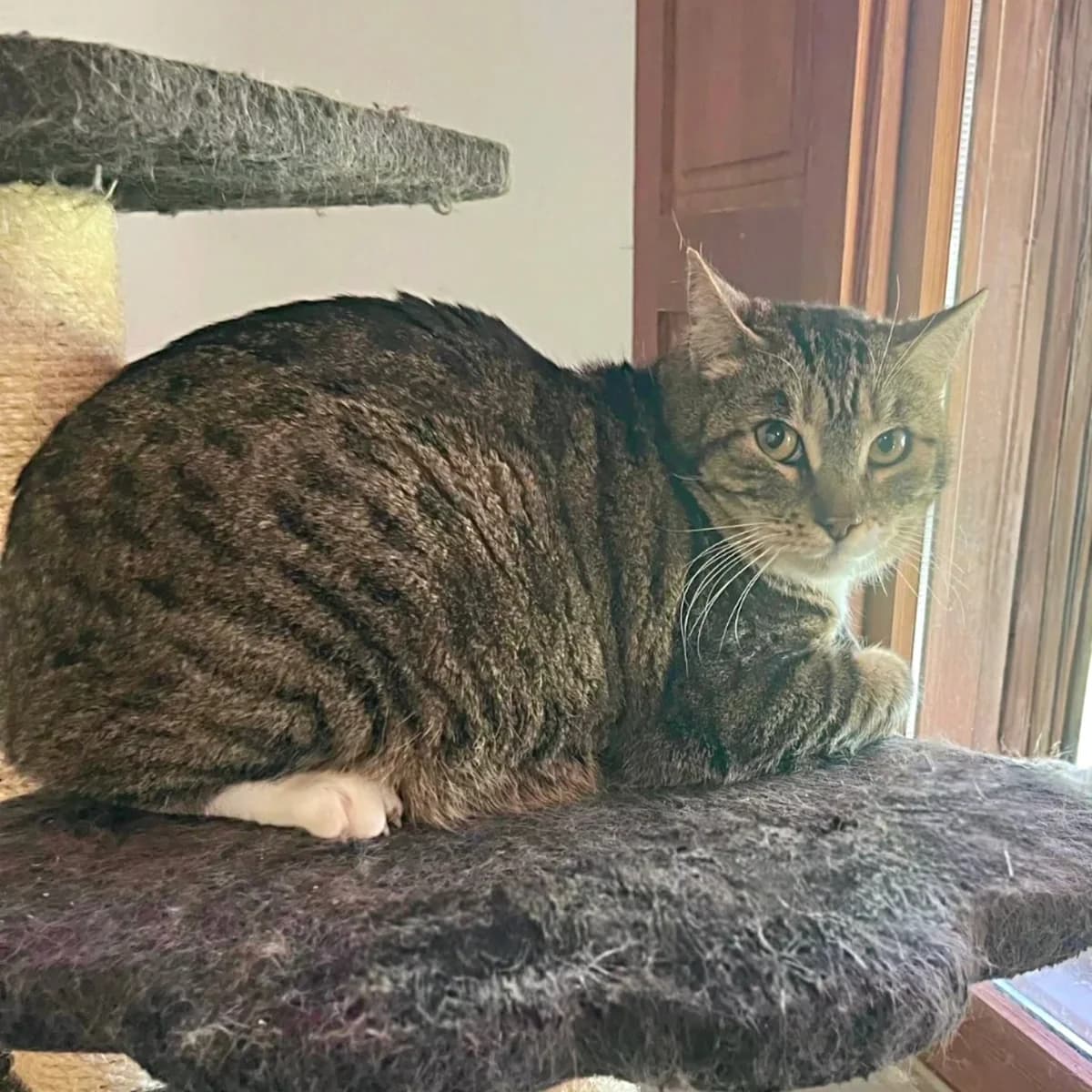 Po, male Mixed Breed for adoption at La Huella de Wonder — photo 4 of 6