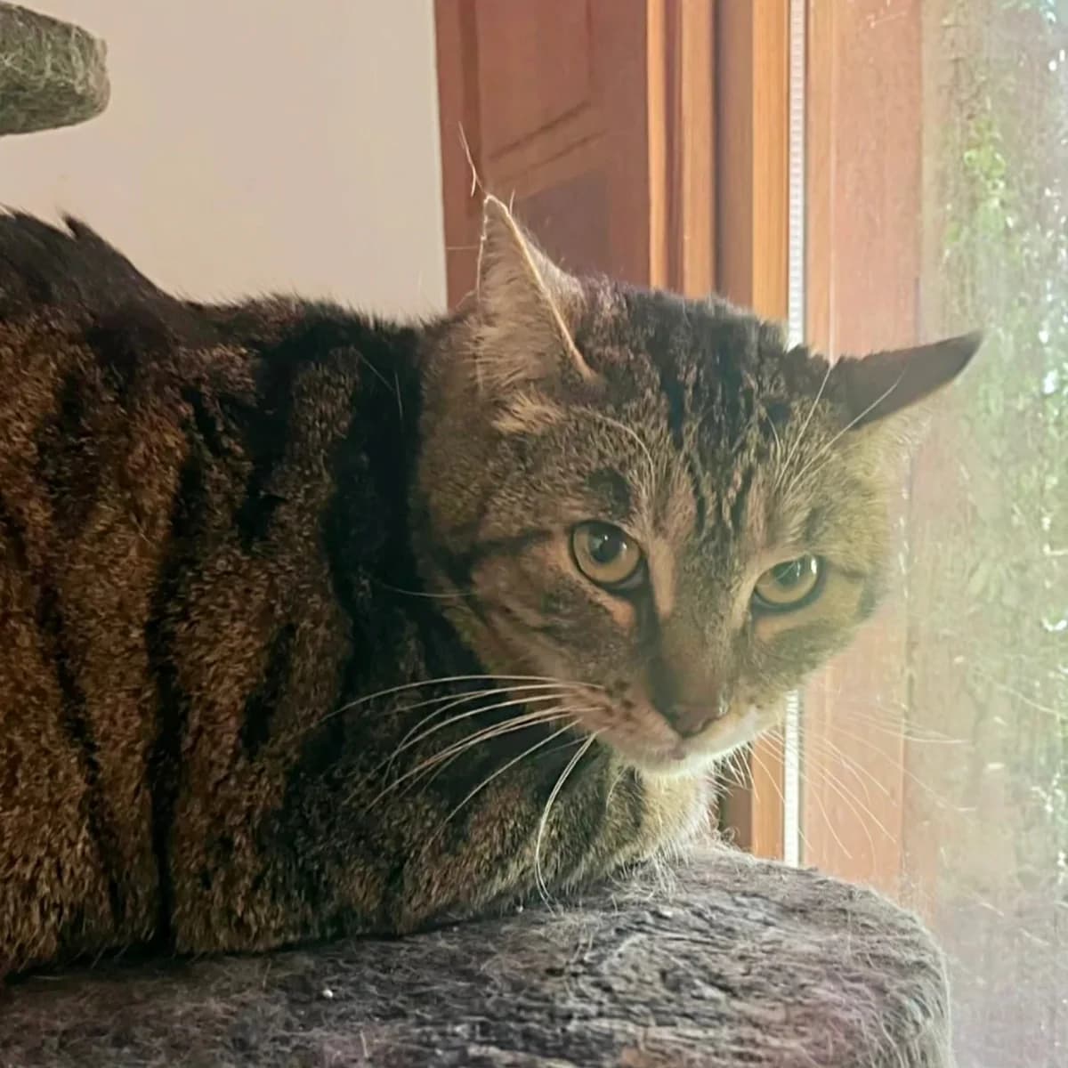 Po, male Mixed Breed for adoption at La Huella de Wonder — photo 5 of 6