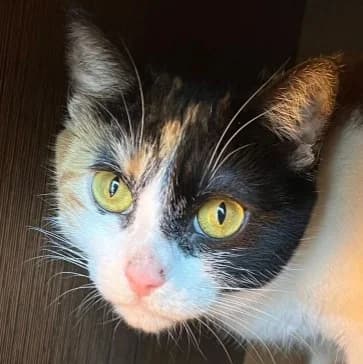 Rubí, female Mixed Breed for adoption at La Huella de Wonder