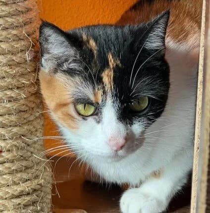 Rubí, female Mixed Breed for adoption at La Huella de Wonder — photo 2 of 6