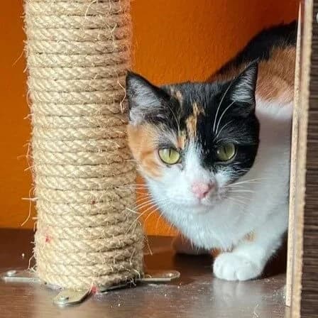 Rubí, female Mixed Breed for adoption at La Huella de Wonder — photo 3 of 6