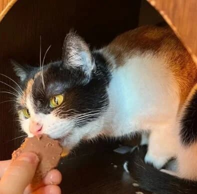 Rubí, female Mixed Breed for adoption at La Huella de Wonder — photo 4 of 6