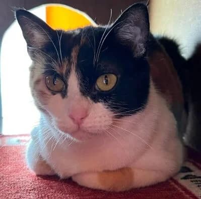 Rubí, female Mixed Breed for adoption at La Huella de Wonder — photo 5 of 6